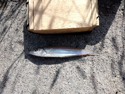 ハゼ釣り遠投有利