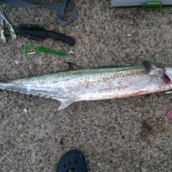 ぶりと太刀魚とサワラ