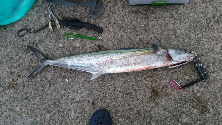 ぶりと太刀魚とサワラ
