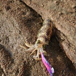 デイエギング！