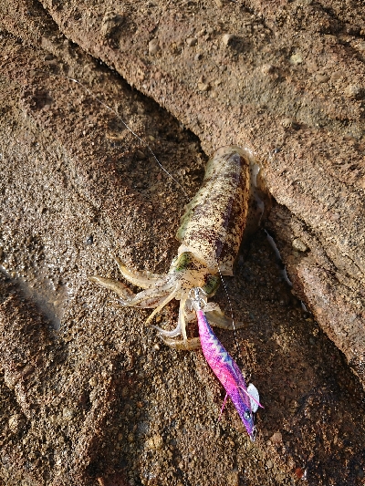 デイエギング！