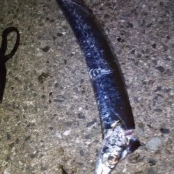 本日活性は低かったです