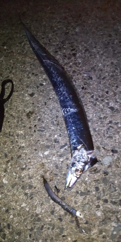 本日活性は低かったです