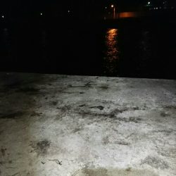 アオリイカ  タコ