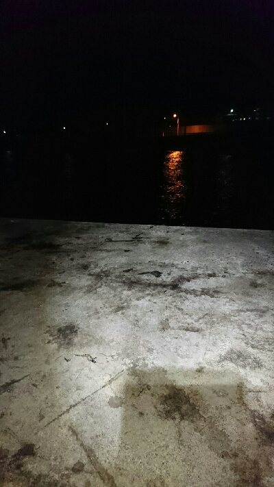 アオリイカ  タコ