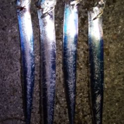 タチウオまずまず