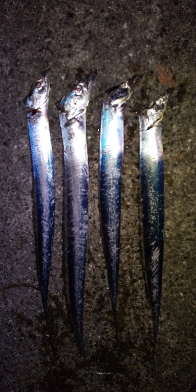 タチウオまずまず