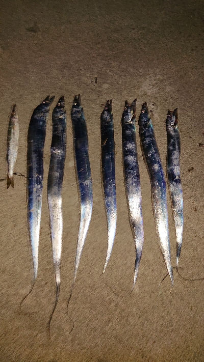 釣れて良かった。