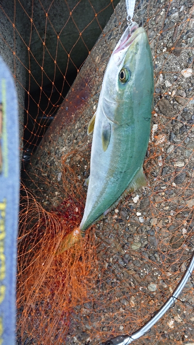 サゴシ、サワラ祭り？