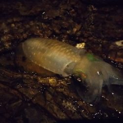 新子新子しんこ