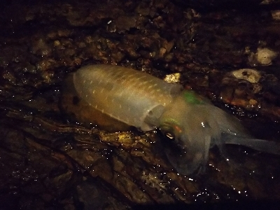 新子新子しんこ