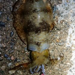 ちょこっと短時間エギング