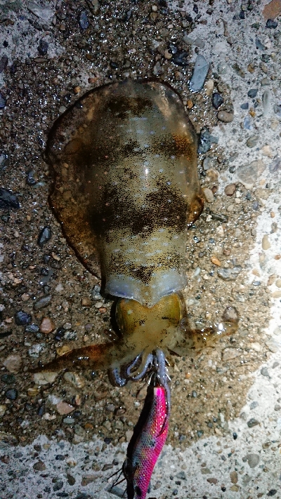 ちょこっと短時間エギング