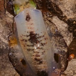 仕事終わりエギング