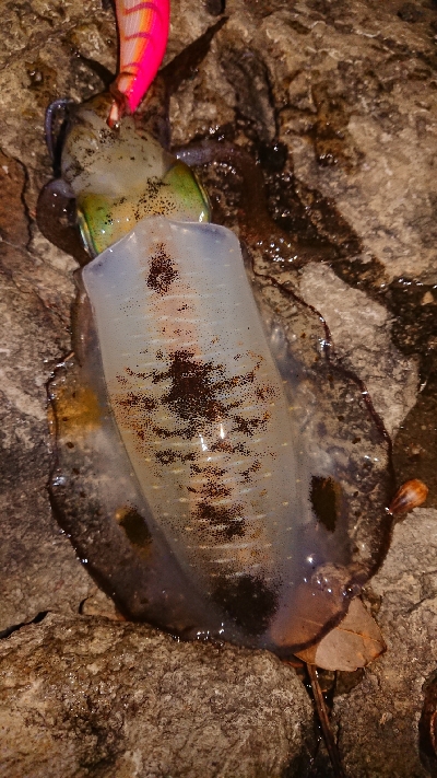 仕事終わりエギング