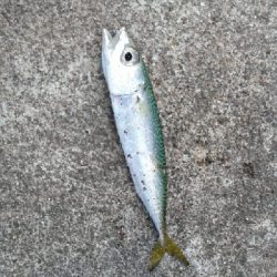 アジング狙いでしたが