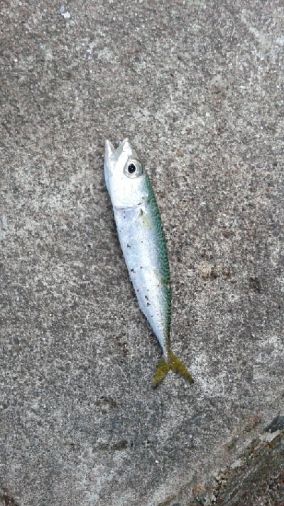 アジング狙いでしたが