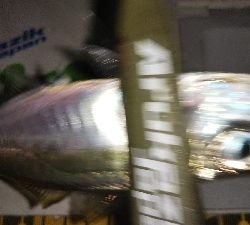 ちょいアジング