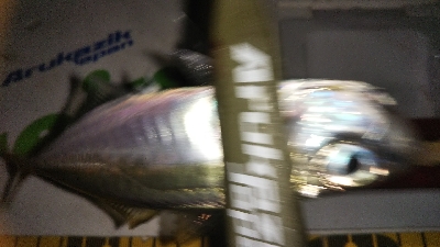 ちょいアジング