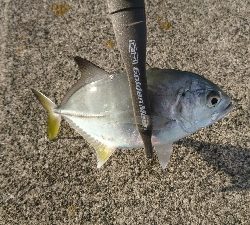 タチウオ・アジ