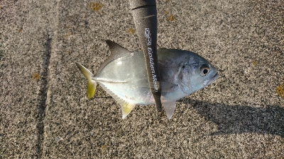 タチウオ・アジ