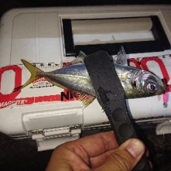 少しアジのサイズが上がったか