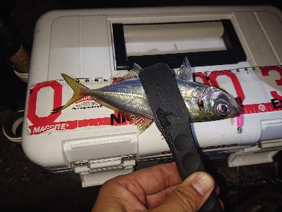 少しアジのサイズが上がったか