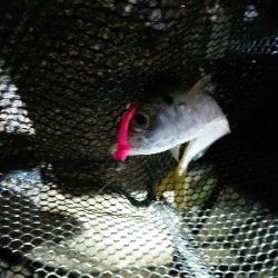 サイズが、のびず