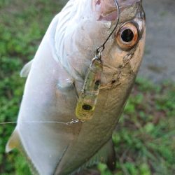 良型メッキ爆釣中