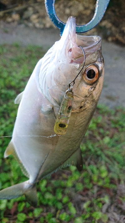 良型メッキ爆釣中