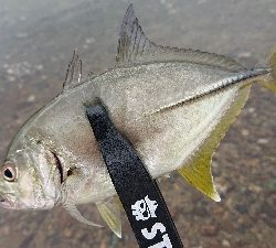 トップゲームのメッキそろそろ終演