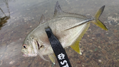 トップゲームのメッキそろそろ終演