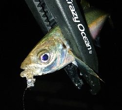 アジング安定釣果！