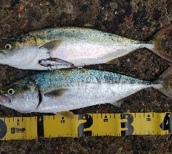 ハマチ好調！タチウオ何処行った？