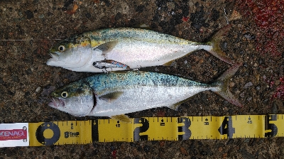 ハマチ好調！タチウオ何処行った？