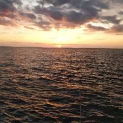 タチウオ激渋…