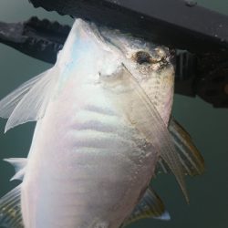 デイアジングで久しぶりのアジ