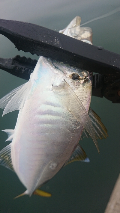 デイアジングで久しぶりのアジ