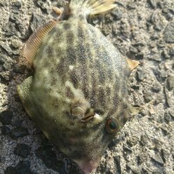 今日も行きました