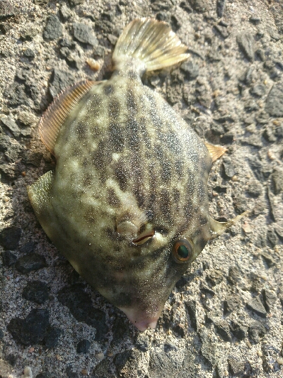 今日も行きました