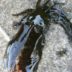 強風の中、秋イカ調査❗