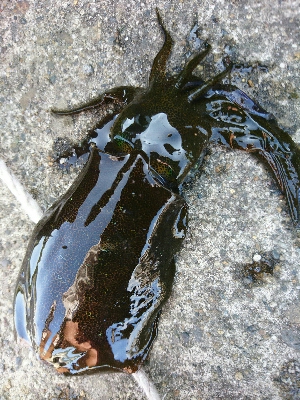 強風の中、秋イカ調査❗