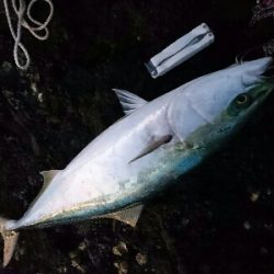 今季初の青物ブリ80㎝ゲット！！