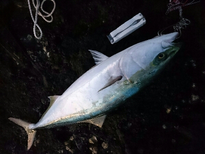 今季初の青物ブリ80㎝ゲット！！