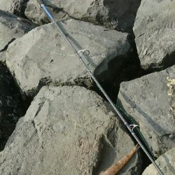 投げても投げてもエソしか釣れぬ