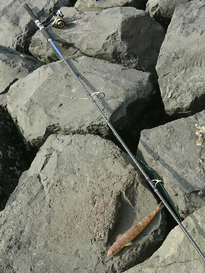 投げても投げてもエソしか釣れぬ