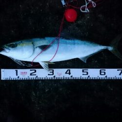 今季２発目の青物！！71㎝ゲット！！