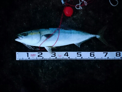 今季２発目の青物！！71㎝ゲット！！