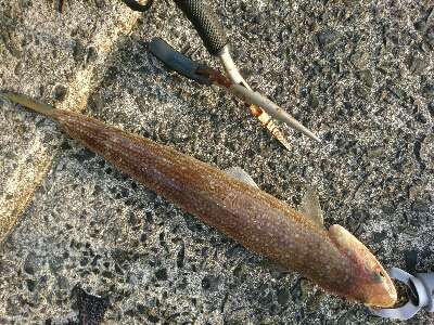 フラット狙いで、オオモンハタ釣果❗