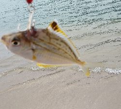 デイシーバス狙いだったが…